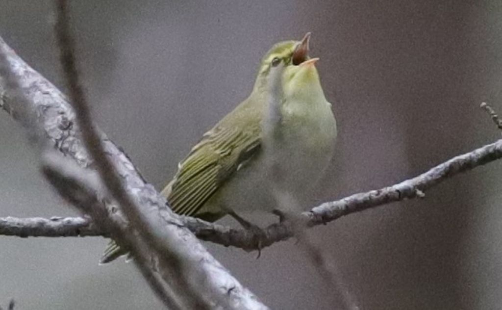 Quale Lui ?   Lu bianco (Phylloscopus bonelli)